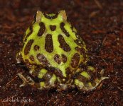 1 A Baby Ceratophrys 2 011_edited-1.jpg