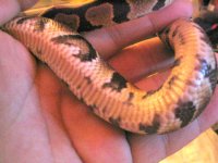 rupertbelly.jpg