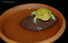 1 A Albino Fun 006_edited-1.jpg