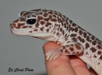 ! 1-27 Leopards. 014_edited-1.jpg