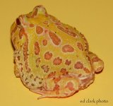 !! Albino Pacs 034.jpg