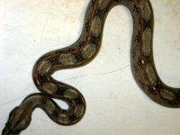 Weird Boa 002.jpg