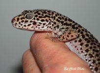 ! 1-27 Leopards. 076_edited-1.jpg