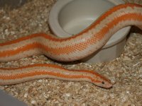 albinoborrego.jpg