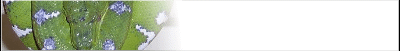 aboreal-banner_b3.gif