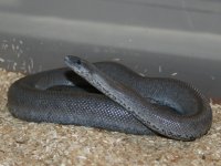 Limburg axanthic.jpg