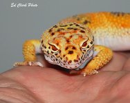 ! 1-27 Leopards. 058_edited-1.jpg