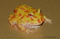 !!! Baby Albinos.005.jpg