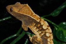 1 a crestie 101 (640 x 426).jpg