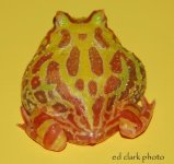 !! Albino Pacs 038.jpg
