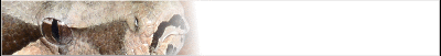 boa-banner_b8.gif