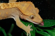 1 a crestie 141 (640 x 426).jpg