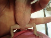 belly3.jpg