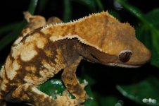 1 a crestie 127 (640 x 426).jpg