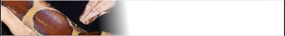 boa-banner_b10.gif