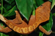 1 a crestie 117 (640 x 426).jpg