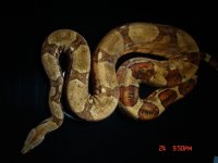 snakes 022.jpg
