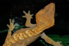 1 a crestie 146 (640 x 426).jpg