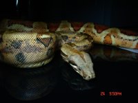 snakes 019.jpg