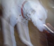 Ghost Dog.JPG