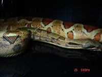 snakes 018.jpg