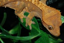 1 a crestie 172 (640 x 426).jpg