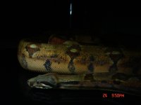 snakes 020.jpg