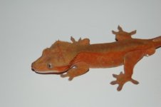 1 A red gecko 010 (640 x 426).jpg