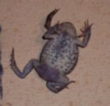 ! 5 legged toad_edited-1.jpg