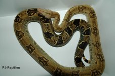 Orophias weib.JPG