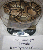 redparadigm.gif