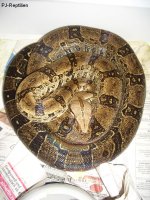 Orophias Weib g..JPG