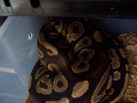 Cinnamon Male.JPG