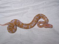 albino41.jpg