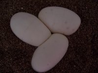 Cinnamon X Big Girl 3 Eggs.JPG