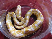 albino 10-29 1.jpg