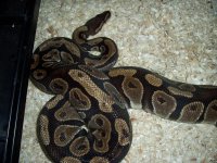 Big Girl Post Egg Lay.JPG