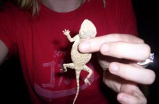 kermit4[1].JPG