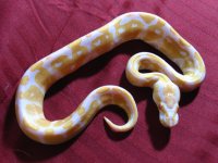 albino 10-29 2.jpg