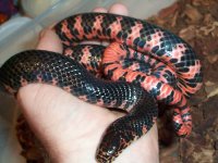 Mud snakes 1.jpg