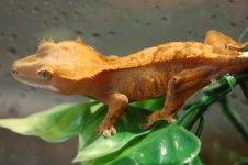 1 a crestie 399 (640 x 426).jpg
