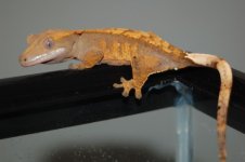 1 a crestie 444 (640 x 426).jpg
