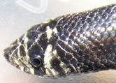 fauna_4.jpg