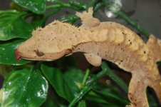 1 a crestie 454 (640 x 426).jpg