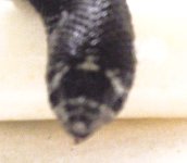 fauna_3.jpg
