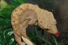 1 a crestie 433 (640 x 426).jpg