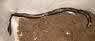 unknown black caecilian.jpg