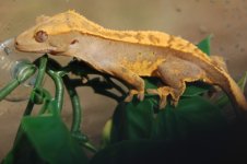 1 a b crestie 047 (640 x 426).jpg