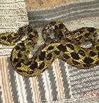 smalleyeviper.jpg