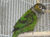 Breeder Lovebirds 2011 035.jpg